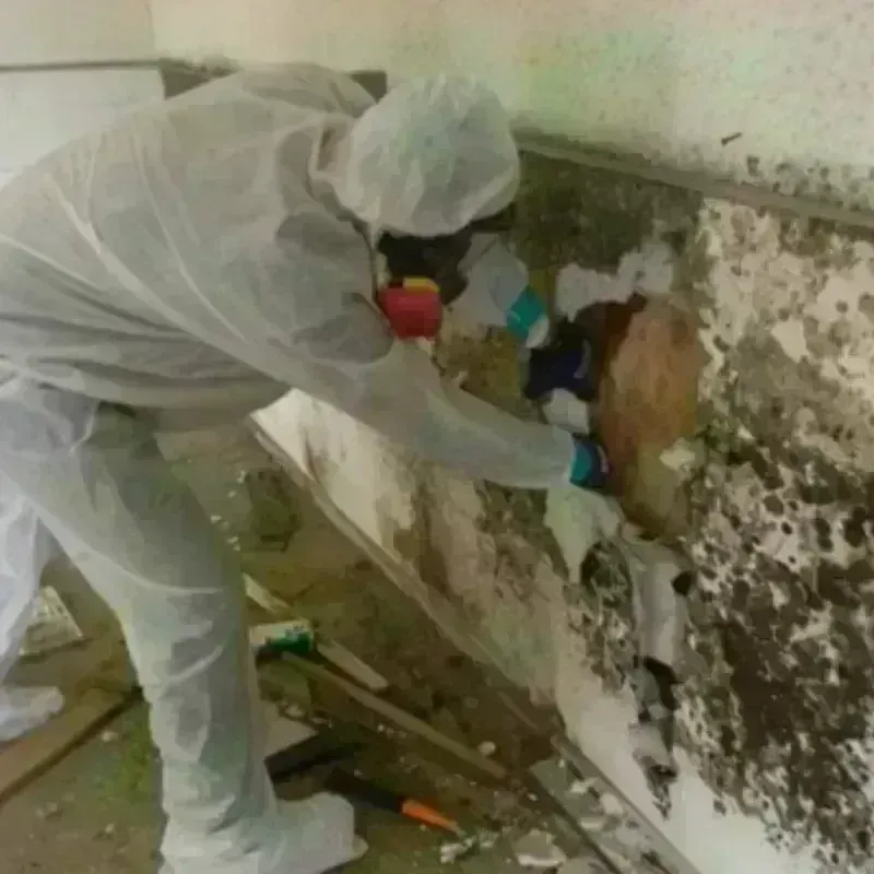 Mold Remediation and Removal in Unalaska, AK